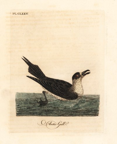 Loisjääkäri, arktinen skua tai loiskua, Stercorarius parasiticus (Arktinen lokki, Larus parasiticus). John Lathamin piirtämä ja kaiverrettu käsinvärinen kuparilevy omasta lintujen yleishistoriasta, Winchester tekijältä John Latham