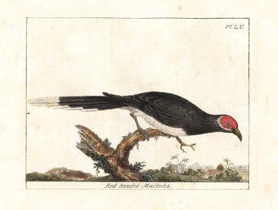 Punakasvoinen malkoha, Phaenicophaeus pyrrhocephalus. Haavoittuvainen. (Punapäinen malkoha, Cuculus pyrrhocephalus.) John Lathamin piirtämä ja kaivertama käsinvärinen kuparilevy omasta lintujen yleishistoriasta, Winchester tekijältä John Latham