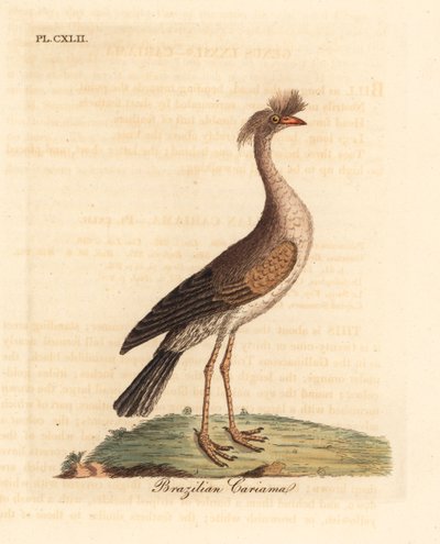 Punajalkainen seriema tai harjascariama, Cariama cristata (Brasilian cariama, Palamedea cristata). John Lathamin piirtämä ja kaiverrettu käsinvärinen kuparilevy omasta lintujen yleishistoriasta, Winchester tekijältä John Latham