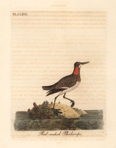 Falàrop de coll vermell, Phalaropus lobatus (Phalaropus hyperboreus). Placa de coure pintada a mà dibuixada i gravada per John Latham a partir del seu propi A General History of Birds, Winchesterfinnish tekijältä John Latham