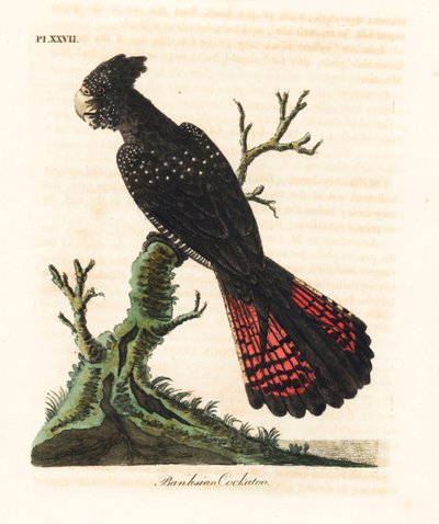 Punapyrstökakadu, Calyptorhynchus banksii (Banksian kakadu, Psittacus banksii). John Lathamin piirtämä ja kaiverrettu käsinvärinen kuparilevy omasta lintujen yleishistoriasta, Winchester tekijältä John Latham