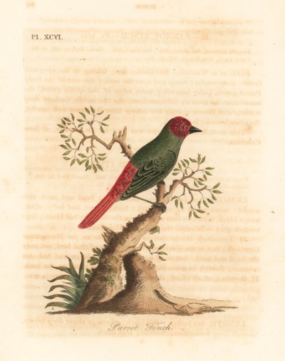 Punakurkkupeippo, Eritrea psittacea (Parrot peippo, Fringilla psittacea). John Lathamin piirtämä ja kaiverrettu käsinvärinen kuparilevy omasta lintujen yleishistoriasta, Winchester tekijältä John Latham