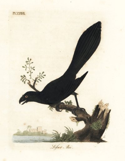 Smooth-billed ani tai pienempi ani, Crotophaga ani. John Lathamin piirtämä ja kaiverrettu käsinvärinen kuparilevy omasta lintujen yleishistoriasta, Winchester tekijältä John Latham