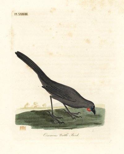 Eteläsaari, Uusi-Seelanti kokako, Callaeas cinerea cinerea, julistettiin sukupuuttoon vuonna 2007 (Cinereous hellelintu, Calloeas cinerea). John Lathamin piirtämä ja kaiverrettu käsinvärinen kuparilevy omasta lintujen yleishistoriasta, Winchester tekijältä John Latham