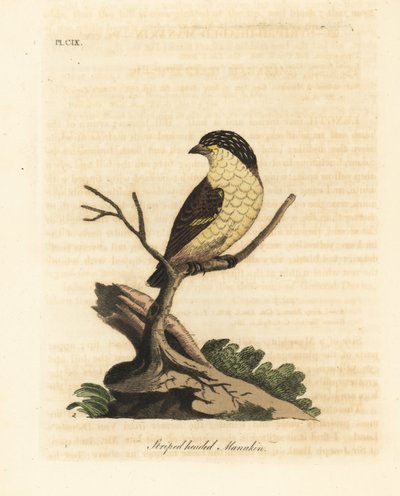 Raidallinen pardalote, Pardalotus striatus (raitapäinen manakin, Pipra striata). John Lathamin piirtämä ja kaiverrettu käsinvärinen kuparilevy omasta lintujen yleishistoriasta, Winchester tekijältä John Latham