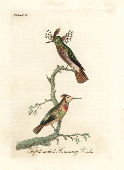 Tuftauskukot, Lophornis ornatus (Trochilus ornatus). Mies ja nainen. John Lathamin piirtämä ja kaiverrettu käsinvärinen kuparilevy omasta lintujen yleishistoriasta, Winchester tekijältä John Latham