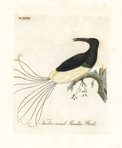 12-lankainen paratiisilintu, Seleucidis melanoleucus (Paradisea nigricans). John Lathamin piirtämä ja kaiverrettu käsinvärinen kuparilevy omasta lintujen yleishistoriasta, Winchester tekijältä John Latham
