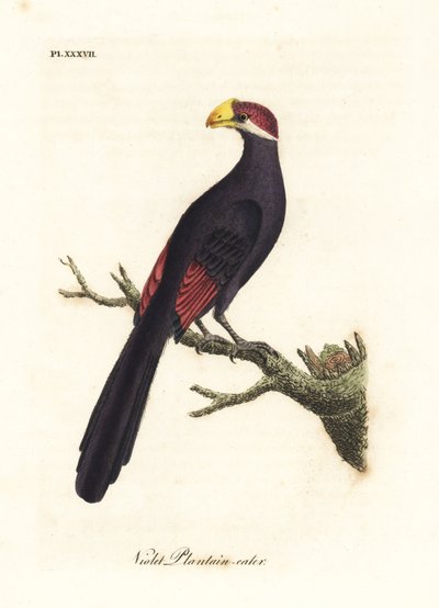 Violetti turaco tai violaceous jauhobanaanisyöjä, Musophaga violacea. John Lathamin piirtämä ja kaiverrettu käsinvärinen kuparilevy omasta lintujen yleishistoriasta, Winchester tekijältä John Latham