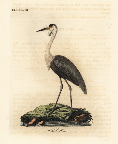 Kiiltokallo, Bugeranus carunculatus. Haavoittuvainen. (Haikarukka, Ardea carunculata.) John Lathamin piirtämä ja kaivertama käsinvärinen kuparilevy omasta lintujen yleishistoriasta, Winchester tekijältä John Latham