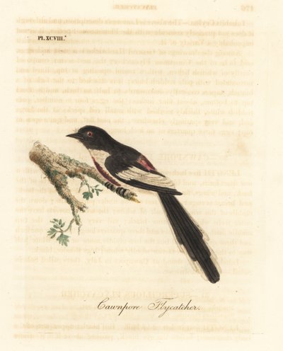 Valkovatsa-minivet, Pericrocotus erythropygius (Cawnpore-perhosieppo). Intia. John Lathamin piirtämä ja kaiverrettu käsinvärinen kuparilevy omasta lintujen yleishistoriasta, Winchester tekijältä John Latham