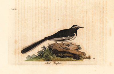 Valkokulmainen västäräkki kultainen leveäjalkainen västärä, Motacilla maderaspatensis. (Intian jalkakärpäs). John Lathamin piirtämä ja kaiverrettu käsinvärinen kuparilevy omasta lintujen yleishistoriasta, Winchester tekijältä John Latham