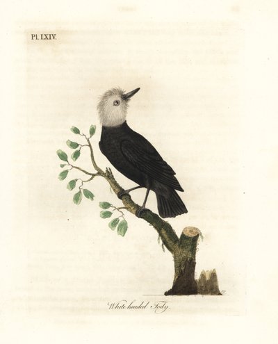 Valkopäinen suotyranni, Arundinicola leucocephala (valkopäinen tody, Todus leucocephalus). John Lathamin piirtämä ja kaiverrettu käsinvärinen kuparilevy omasta lintujen yleishistoriasta, Winchester tekijältä John Latham