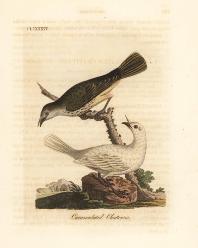 Valkoinen kellolintu, Procnias albus, uros ja naaras (Carunculated chatterer, Ampelis carunculata). John Lathamin piirtämä ja kaiverrettu käsinvärinen kuparilevy omasta lintujen yleishistoriasta, Winchester tekijältä John Latham