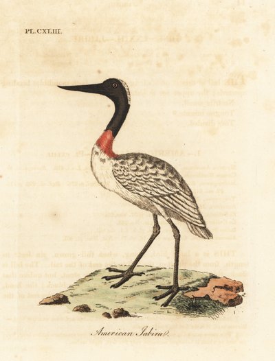 Puuvarasto, Mycteria americana (amerikkalainen jabiru). John Lathamin piirtämä ja kaiverrettu käsinvärinen kuparilevy omasta lintujen yleishistoriasta, Winchester tekijältä John Latham