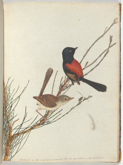 Scarlet & black warbler Lewin, John. Uuden Etelä -Walesin linnut luonnonhistoriansa kanssa. Sydney- G. tekijältä John William Lewin