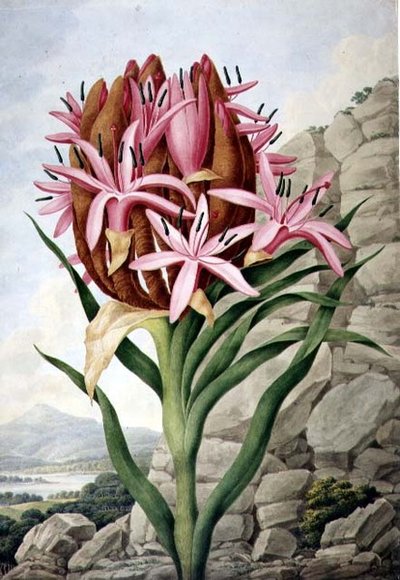PD.757-1973 Spear Lily (Doryanthes excellsa) tekijältä John Lindley
