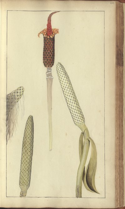 Sivu julkaisusta "Elegancies of Jamaica", 423 tekijältä John Lindsay
