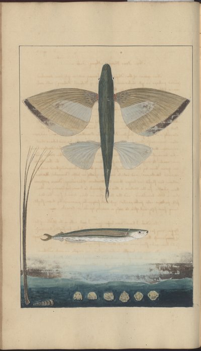 Lindsay Drawings Voi. VII tekijältä John Lindsay
