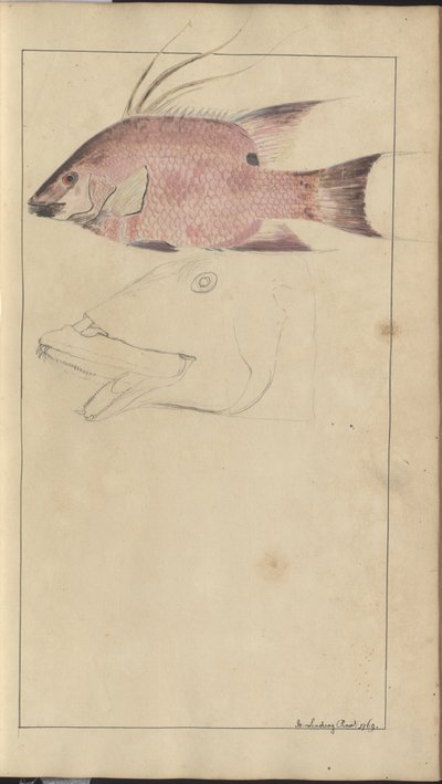 Lindsay Drawings Voi. VII tekijältä John Lindsay