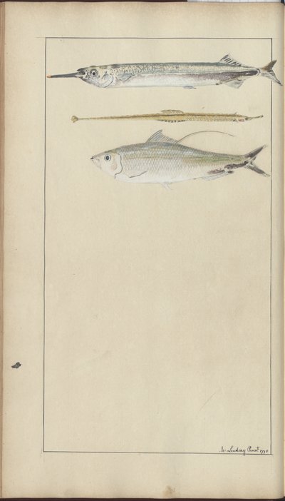 Lindsay Drawings Voi. VII tekijältä John Lindsay