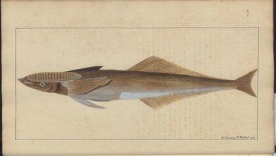Lindsay Drawings Voi. VII tekijältä John Lindsay