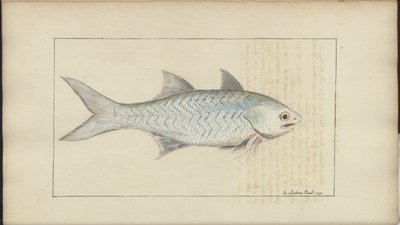 Lindsay Drawings Voi. VII tekijältä John Lindsay