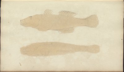 Lindsay Drawings Voi. VII, 21 tekijältä John Lindsay