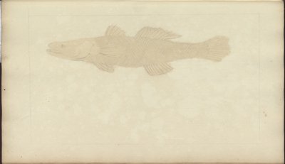 Lindsay Drawings Voi. VII, 22 tekijältä John Lindsay