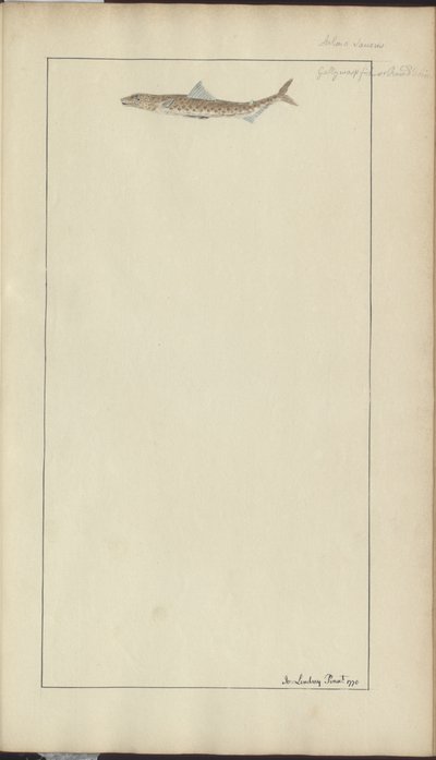 Lindsay Drawings Voi. VII, 23 tekijältä John Lindsay