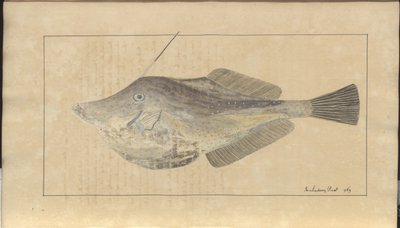 Lindsay Drawings Voi. VII, 7 tekijältä John Lindsay