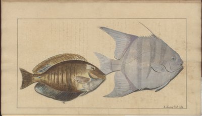 Lindsay Drawings Voi. VII, 8 tekijältä John Lindsay