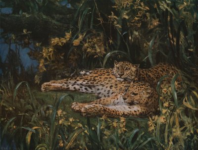 Intialaiset leopardit, 1800-luvun loppu - 1900-luvun alku, n. 1930. tekijältä John Macallan Swan