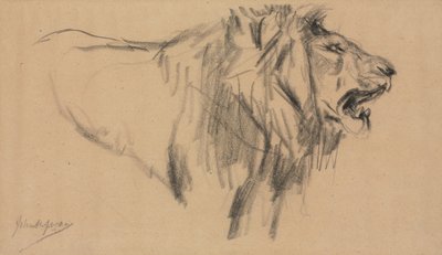 Leijona. tekijältä John Macallan Swan