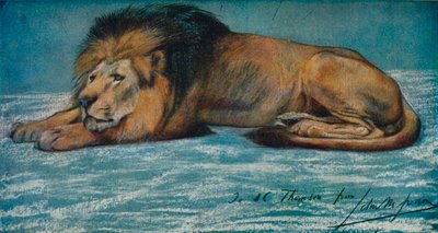 Pastellitutkimus leijonasta, c1900 tekijältä John Macallan Swan