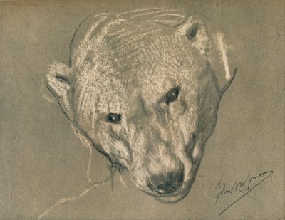 Tutkimus jääkarhun päästä, c1901 tekijältä John Macallan Swan