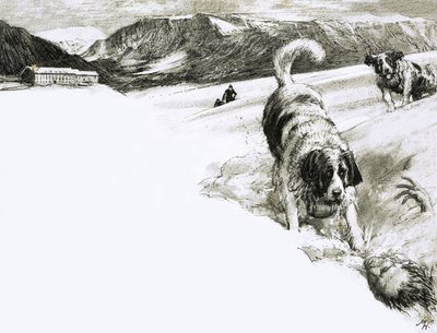 Siksi... Näitä vuoristokoiria kutsutaan berninpaimenkoiriksi. tekijältä John Millar Watt