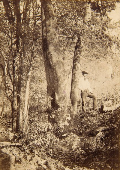 Tacony Creek, Magnolia Poplar tekijältä John Moran