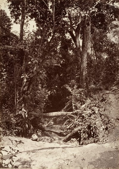 Trooppinen maisema, The Brook El Bano, Chipigana, 1871. tekijältä John Moran