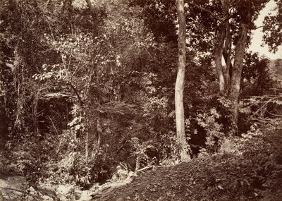 Trooppinen maisema, näkymä lähellä Chipiganaa, 1871. tekijältä John Moran