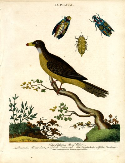 Afrikkalainen härkäpapukoira (Buphaga) ja jalokivikuoriaiset. tekijältä John Pass