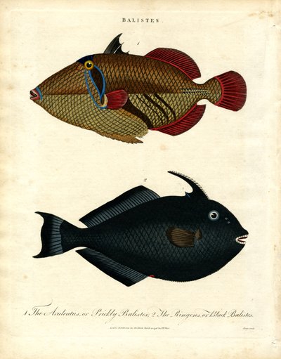 Balistes: Triggerfish tekijältä John Pass