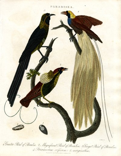 Paratiisilinnut (Paradisea) tekijältä John Pass