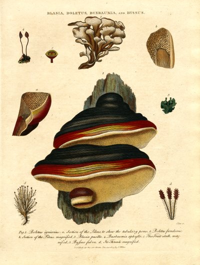 Blasia;Boletus;Buxbaumia;ja Byssus tekijältä John Pass