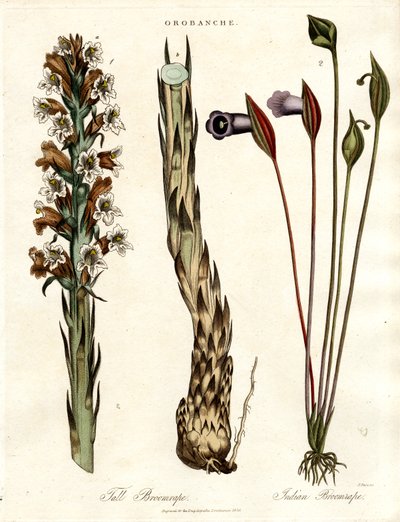 Broomrape ja Arum-lajit tekijältä John Pass