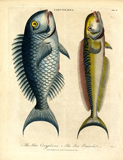 Coryphæna - Delfiinikalat tekijältä John Pass