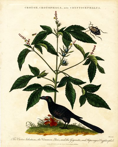 Croton, Crotophaga ja Cryptocephalus. tekijältä John Pass