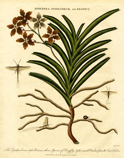 Epidendrum, Ephemera ja Erodius. tekijältä John Pass