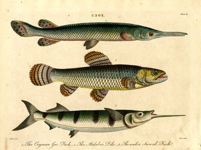 Esox: Hauen ja miekkakalan lajit tekijältä John Pass