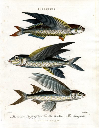 Exocoetus: Flying Fish tekijältä John Pass