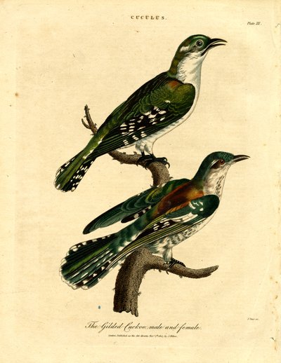 Gilded Cuckoo uros ja naaras tekijältä John Pass